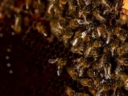 Honey bees on honeycomb Stock Footage