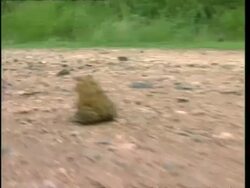 MCU Tracking after Cane toad as it hops across path Stock Footage