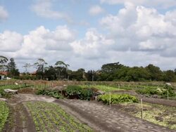 Suburban Life Around Sydney Stock Footage