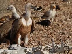 Eurasian griffonÃ‚Â Ã‚Â (Gyps fulvus) in the negev, fiding on carcass  Stock Footage