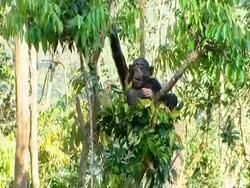 WA Chimpanzee sitting in nest eating leaves Stock Footage