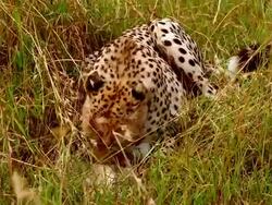 CU Cheetah laying in long grass eating carcass / Masai Mara, Kenya Stock Footage