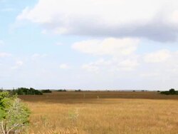Everglades river of grass Stock Footage