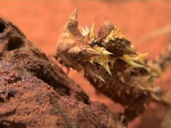 Thorny Devil Lizard in Australia Stock Footage