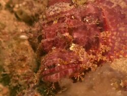 Scorpion fish, on bottom with lights, Borneo, Malaysia, Southeast Asia Stock Footage