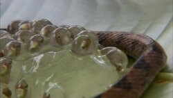 A cat-eyed snake slithers around a cluster of frog eggs. Stock Footage
