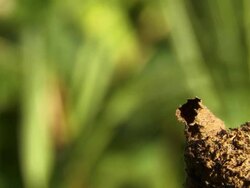 Red Ant colony Stock Footage