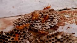 Swarm of Yellow wasp close up Stock Footage