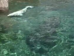 Beluga 5 - HD 1080/60i Stock Footage