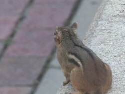 Chipmunk 9-1: HD 1080/30f Stock Footage
