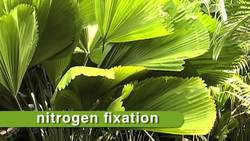 Nitrogen Cycle Instructional Video