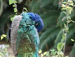 Peacock Stock Footage