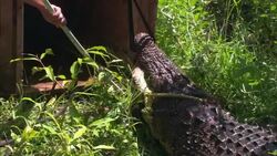 Animal wranglers try to guide an alligator into a holding crate. Stock Footage