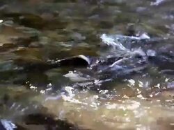 Salmon Spawning Stock Footage