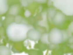 HAWKBIT : defocused, white back (TRANSITION) Stock Footage