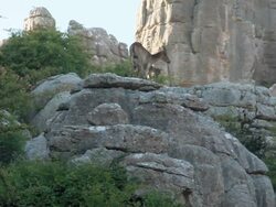 L/S wild goat and its young Stock Footage