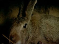 Rabbit (Oryctolagus cuniculus) tilt to newborns, Andalucia, Spain Stock Footage