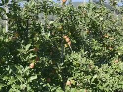 MS PAN Shot of apples on tree in apple orchard / Merano, Trentino, Tyrol, Italy Stock Footage