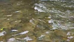 Crystal Clear Creek Water Dolly shot Stock Footage