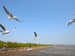 Seagulls Flying at Mangrove Forest Nearby the Sea Stock Footage