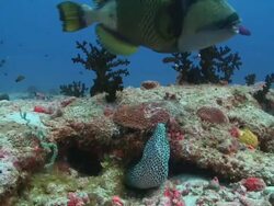 Honeycomb Moray Eel (Gymnothorax favagineus) peeking out of crevice, watches Titan Triggerfish swims by, Vaavu Atoll, The Maldives Stock Footage