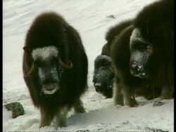 CU Musk Ox, Ovibos moschatus, in snow, Arctic Circle Stock Footage