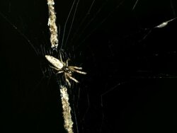 Trashline Spider (Cyclosa sp.) Stock Footage