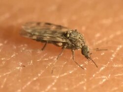 Female biting Midge feeds on human blood, the midge needs the iron in haemoglobin for egg production, a common species often found breeding in mud contaminated with cattle dung around farms. Stock Footage