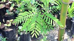 HD: The motion of the tree. Stock Footage