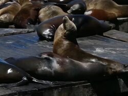 Sea Lions At San Francisco's Pier 39 Stock Footage