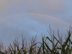 HD: Rainbow Over The Corn Field Stock Footage