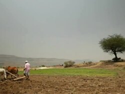 Man ploughing a field with ox cart  Stock Footage