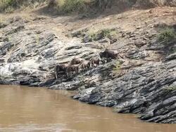 Great Wildebeest Migration in Kenya Stock Footage