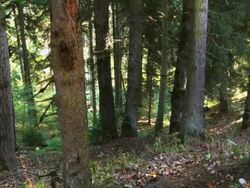 MS PAN View of forest / Borjomi, Georgia Stock Footage