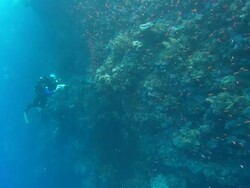 Rebreather with camera filming reef wall, Egypt, Red Sea  Stock Footage