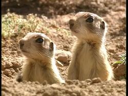 CU Two prairie dogs looking out of burrow Stock Footage