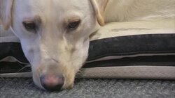 Charity Training Cancer Detection Dogs News Clip