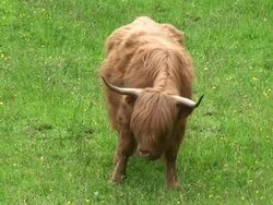Highland Cow (Bos Taurus) Stock Footage