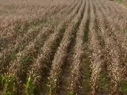 Corn Crop Withered Away Stock Footage