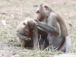 Monkeys Stock Footage