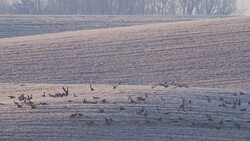 Wild goose Stock Footage