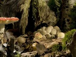 Fly agaric toadstools (Amanita muscari) growing Stock Footage