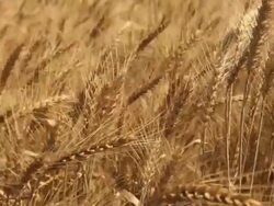 Wheat Stock Footage