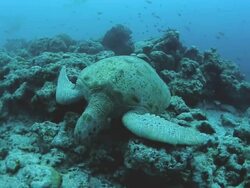 sipadan turtle Stock Footage