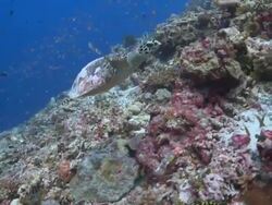 Hawksbill Turtle (Eretmochelys imbricata) swimming over coral reef wall followed by a Checkerboard Wrasse (Halichoeres hortulanus), Vaavu Atoll, The Maldives Stock Footage