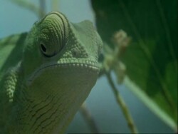 CU Flapnecked Chameleon, Chamaeleo dilepis, in tree, opening mouth, Botswana, Africa Stock Footage