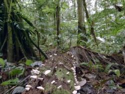 Tracking along a fungus covered rotting log on the floor of Amazonian rainforest in Ecuador Stock Footage