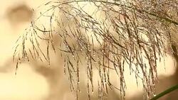 Close-up of dew water droplets Stock Footage