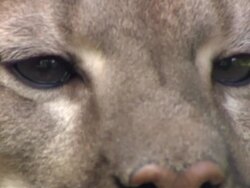 Close Up static - A mountain lion blinks and breathes / United States Stock Footage