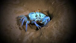 A montage depicts the color blue on planet Earth. Stock Footage